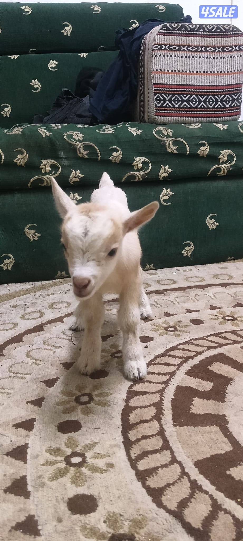 للبيع تيس جيكي قزم لعبوب و يشرب حليب و الصحه ممتازة5