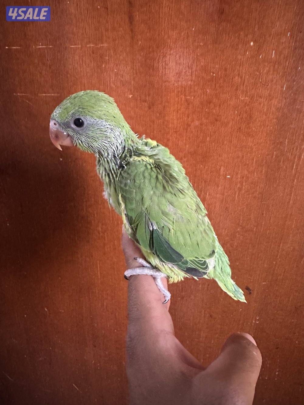 فروخ بيبي متوه هولندي عس0