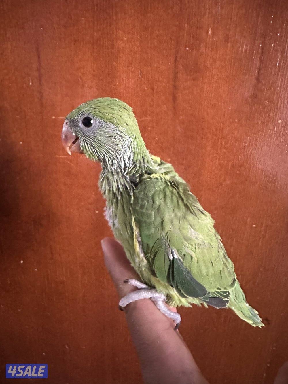 فروخ بيبي متوه هولندي عس1