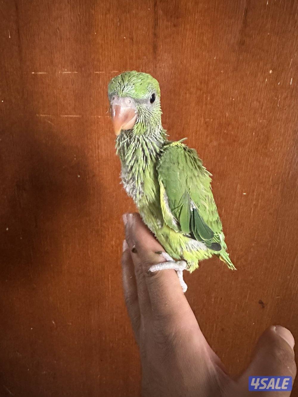 فروخ بيبي متوه هولندي عس2