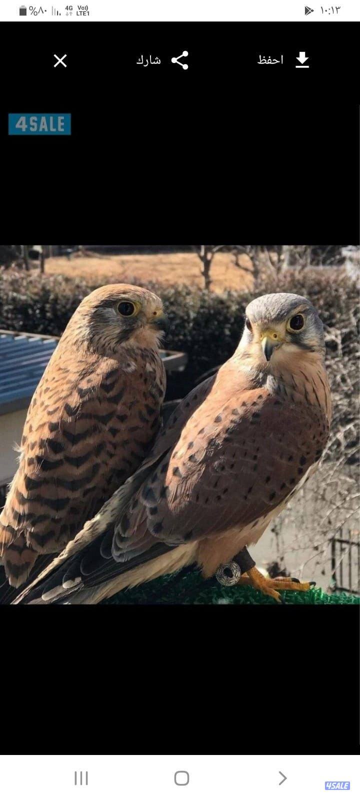 طير مع اغراض وتوصيل0