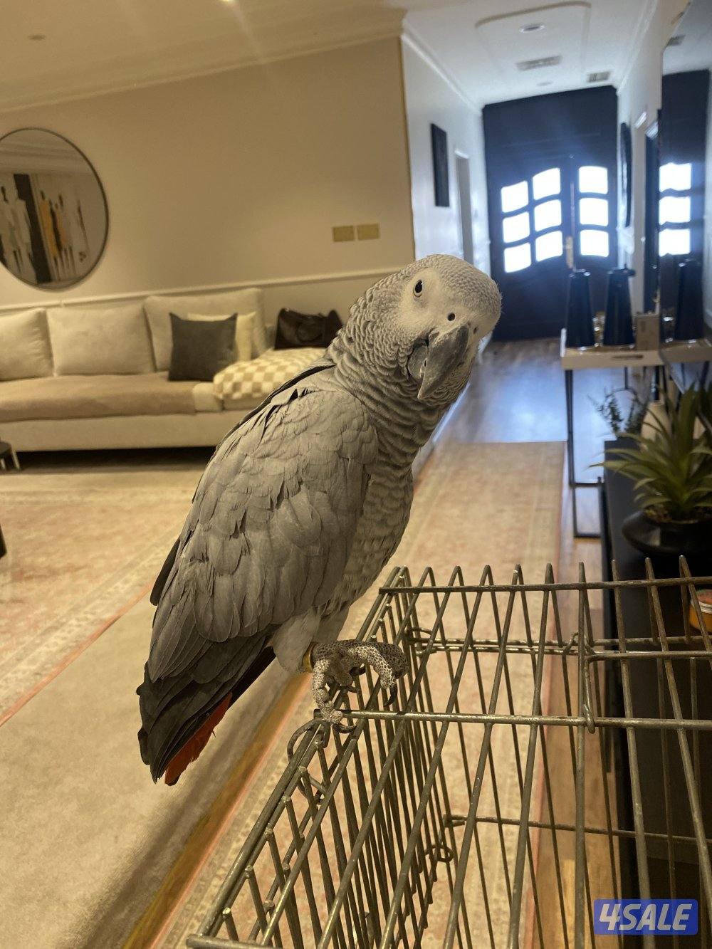 كاسكو هولندي محيل عمره سنتين ونص لون فاتح0