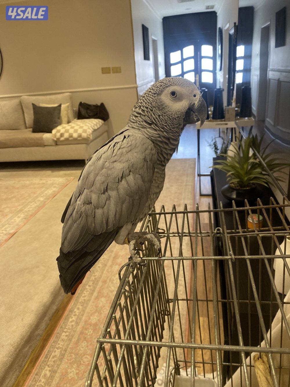 كاسكو هولندي محيل عمره سنتين ونص لون فاتح1