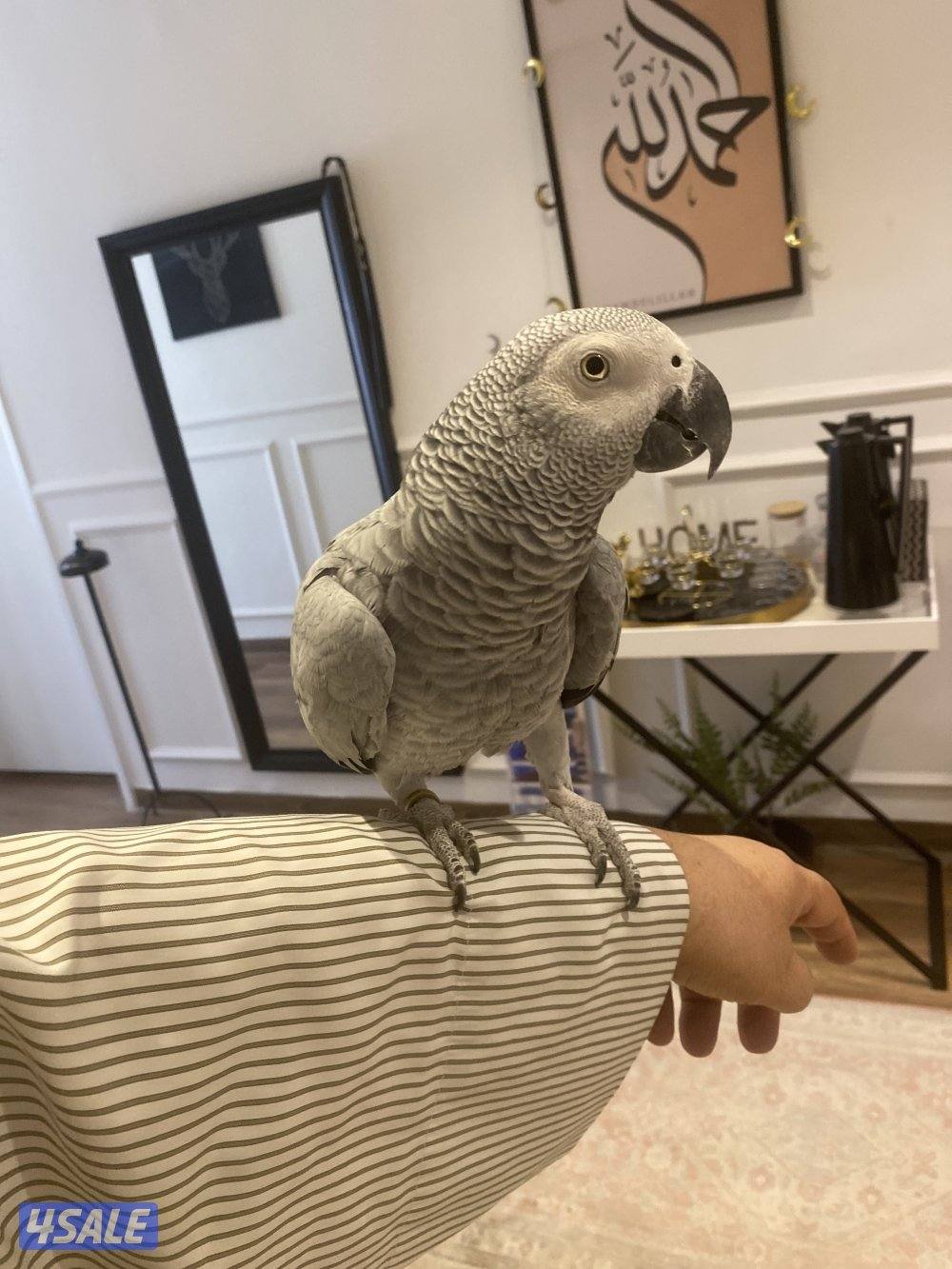 كاسكو هولندي محيل عمره سنتين ونص لون فاتح2