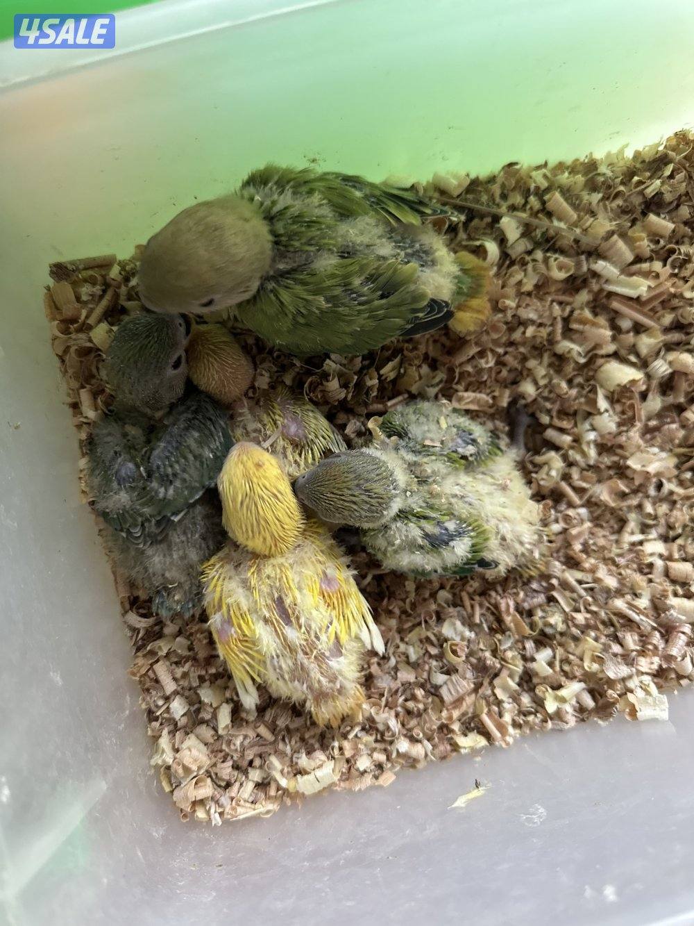 فروخ لوف بيرد عس1