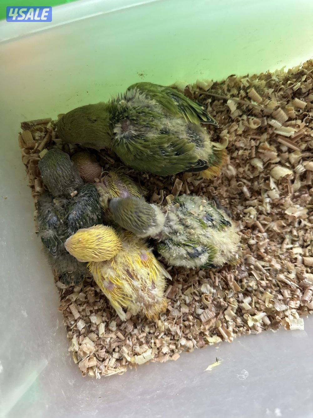 فروخ لوف بيرد عس2