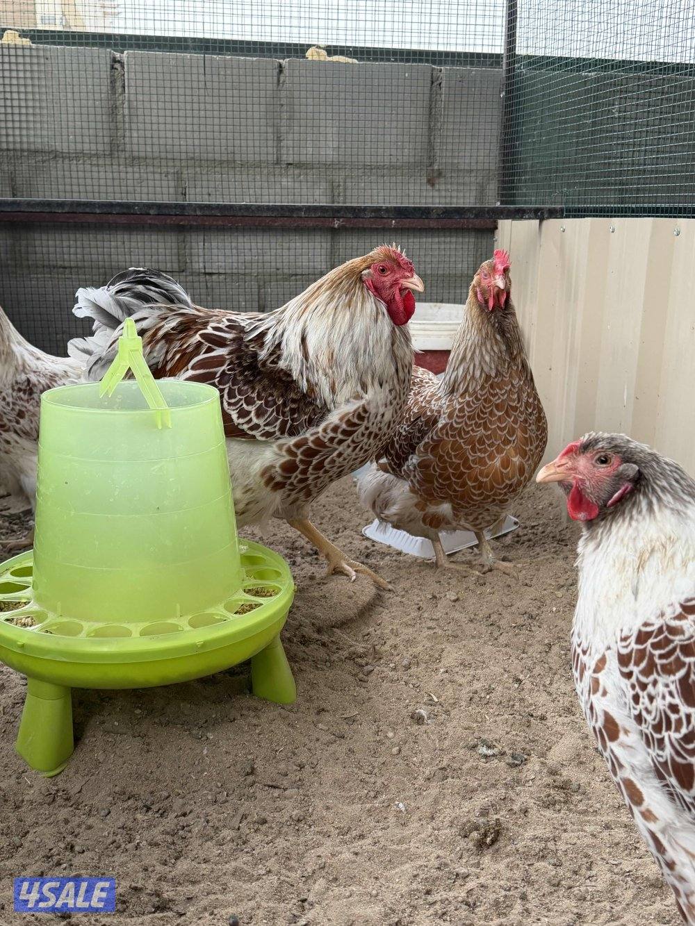 للبيع مجموعة وايندوت سبلاش0