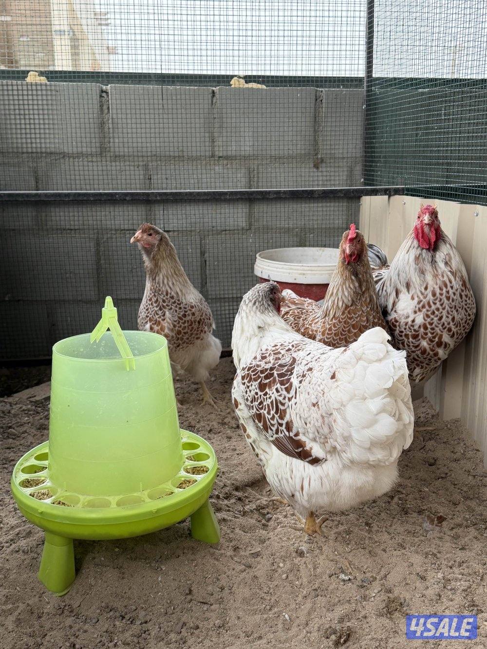 للبيع مجموعة وايندوت سبلاش1