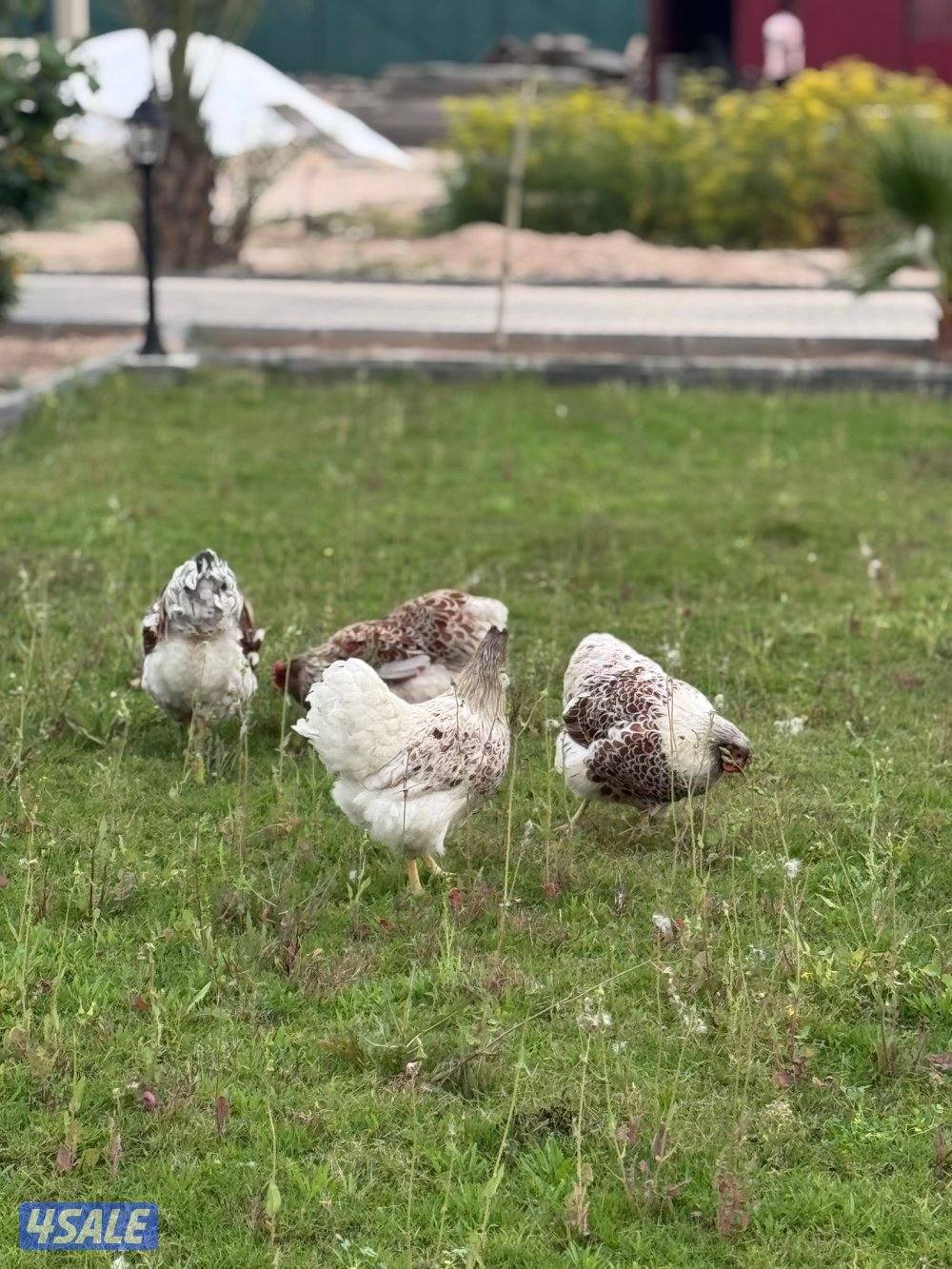 للبيع مجموعة وايندوت سبلاش2