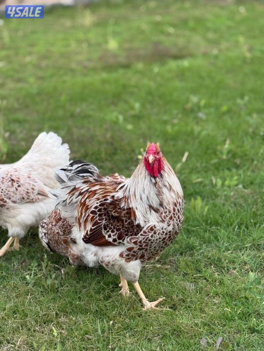 للبيع مجموعة وايندوت سبلاش3