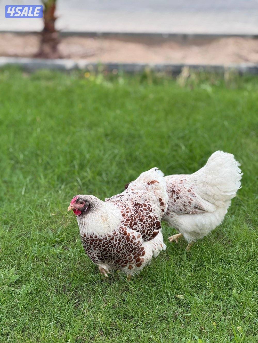 للبيع مجموعة وايندوت سبلاش4