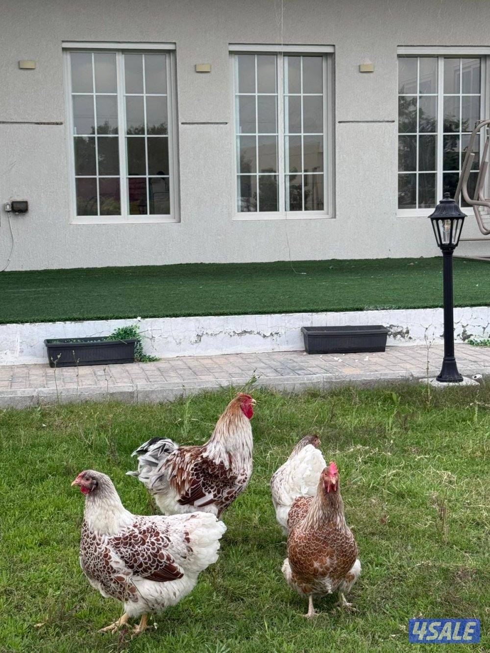 للبيع مجموعة وايندوت سبلاش5