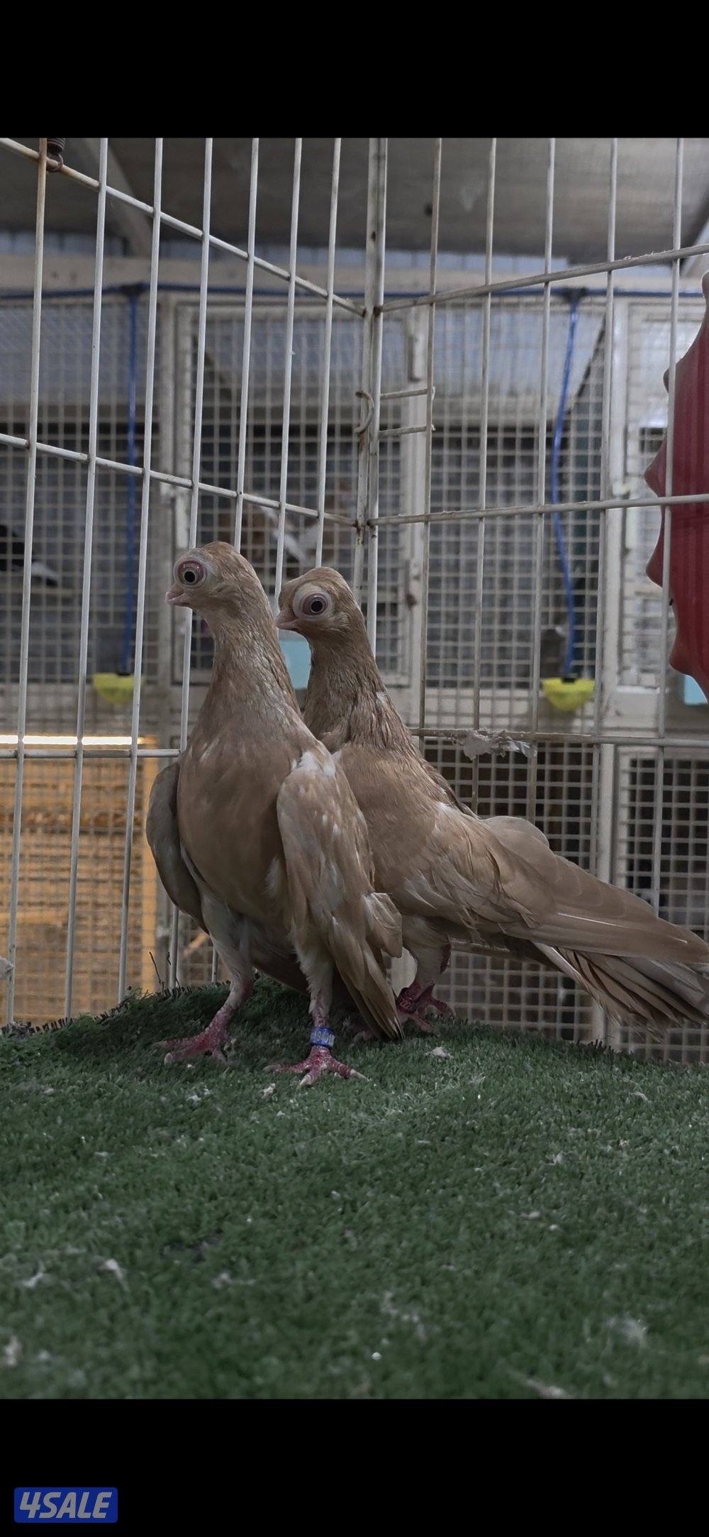 جعافر يوز صفر0