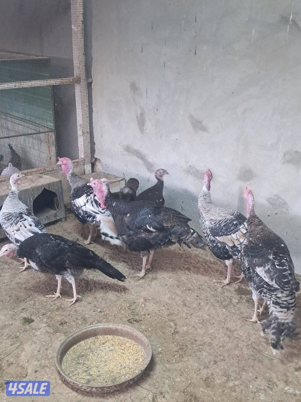 رومي وافحل عراقي ودجاج عربي0