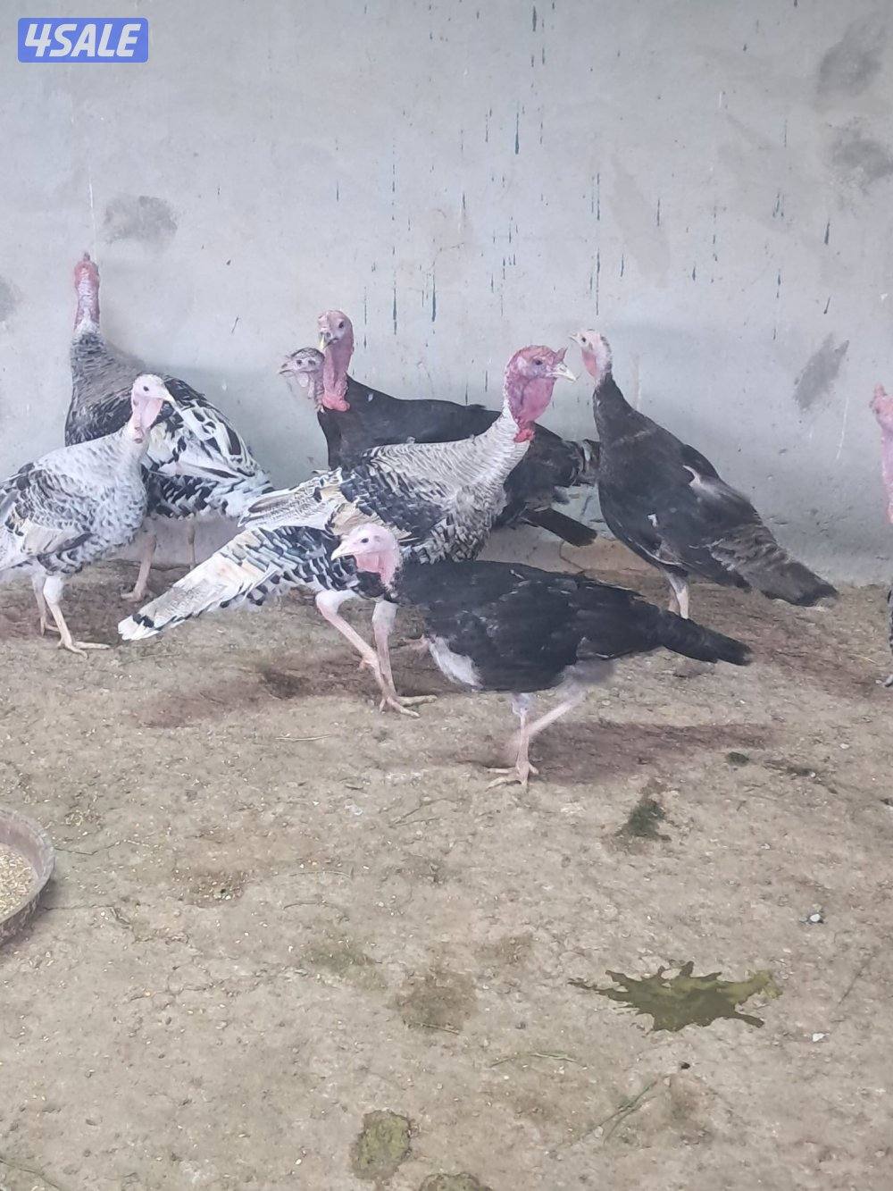 رومي وافحل عراقي ودجاج عربي1