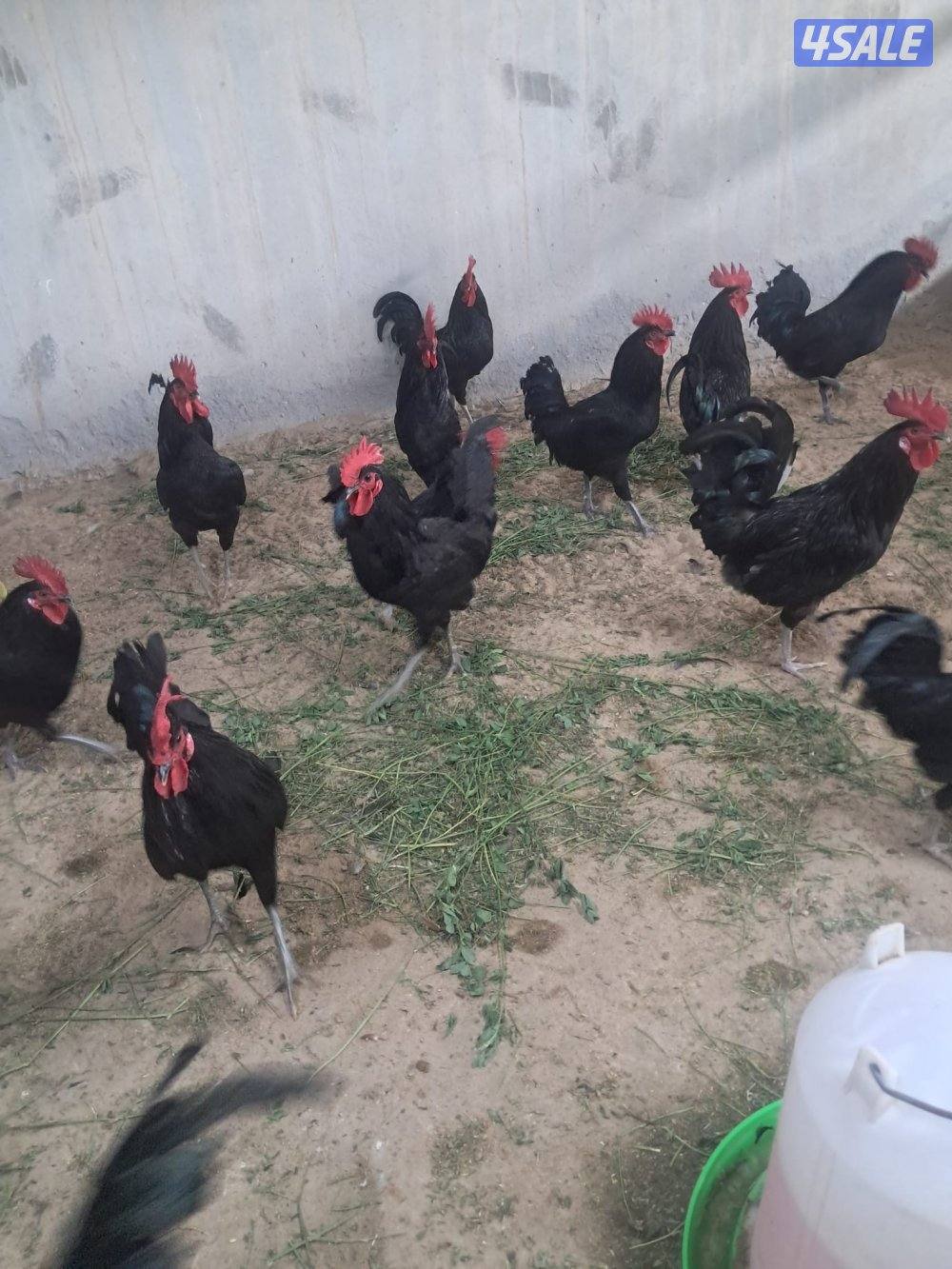 رومي وافحل عراقي ودجاج عربي2