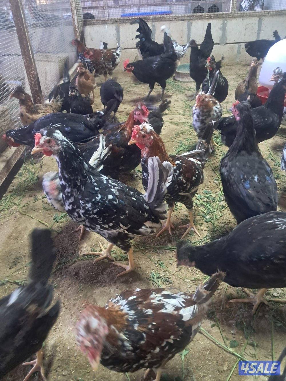 رومي وافحل عراقي ودجاج عربي4