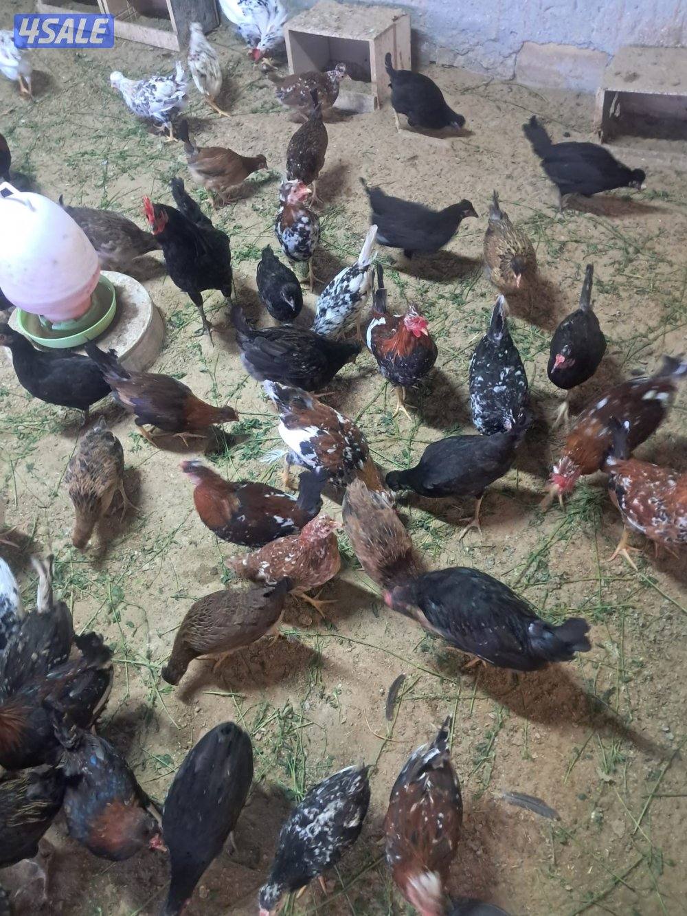 رومي وافحل عراقي ودجاج عربي5