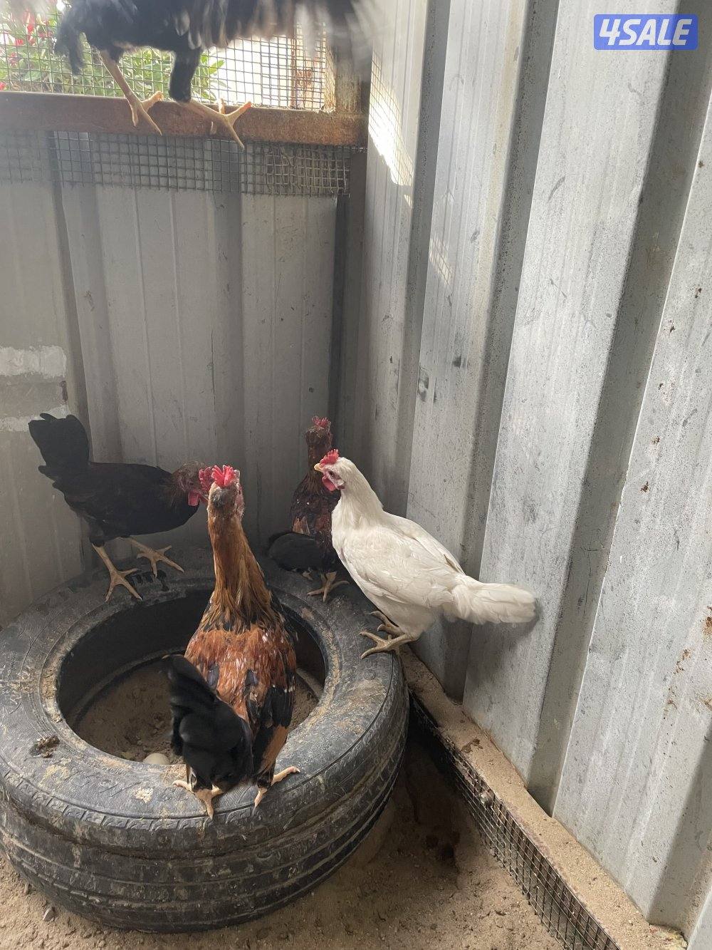 البيع دياجه ترثه عربي قديم فررق العمر من ٢.٥ لي ٣.٥0