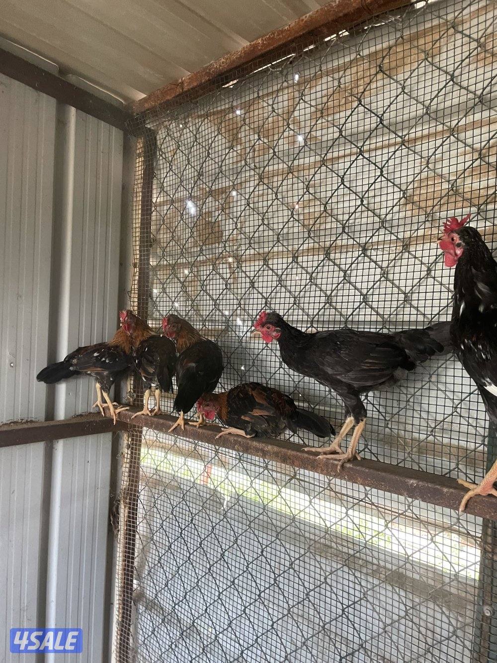 البيع دياجه ترثه عربي قديم فررق العمر من ٢.٥ لي ٣.٥1