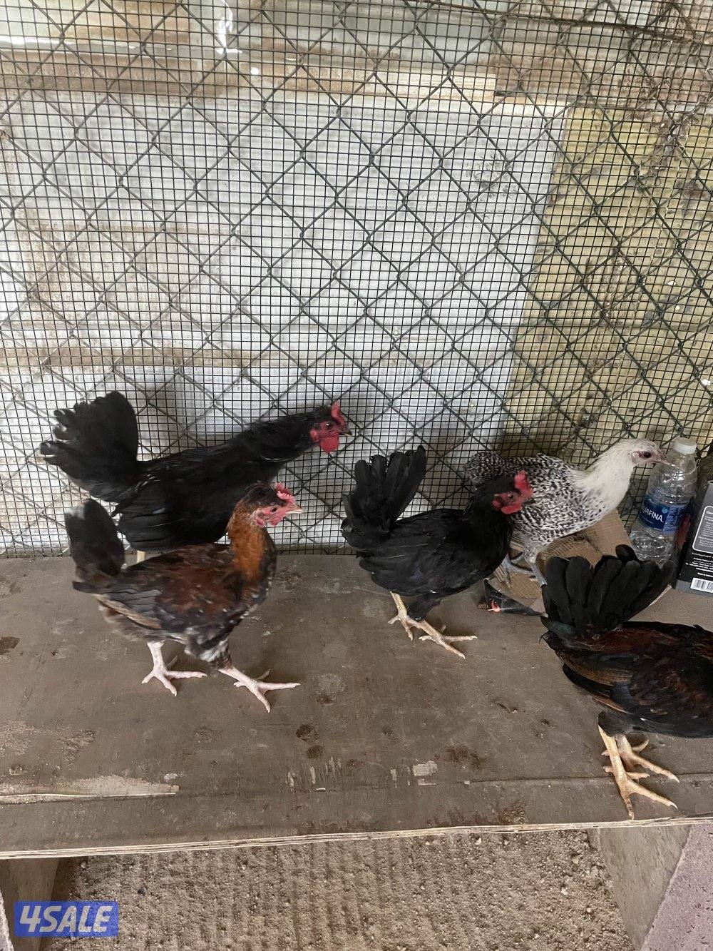 البيع دياجه ترثه عربي قديم فررق العمر من ٢.٥ لي ٣.٥2