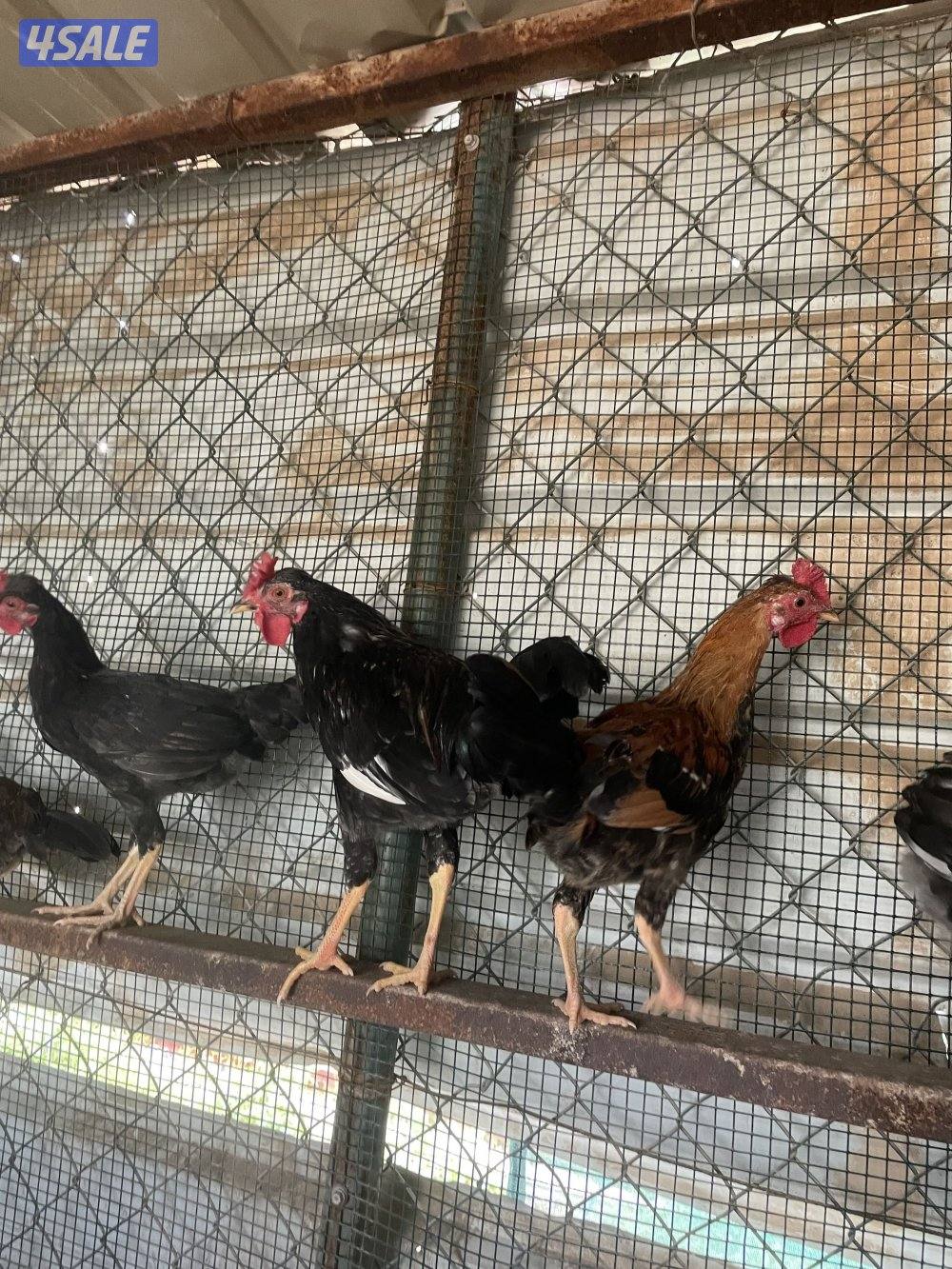 البيع دياجه ترثه عربي قديم فررق العمر من ٢.٥ لي ٣.٥3