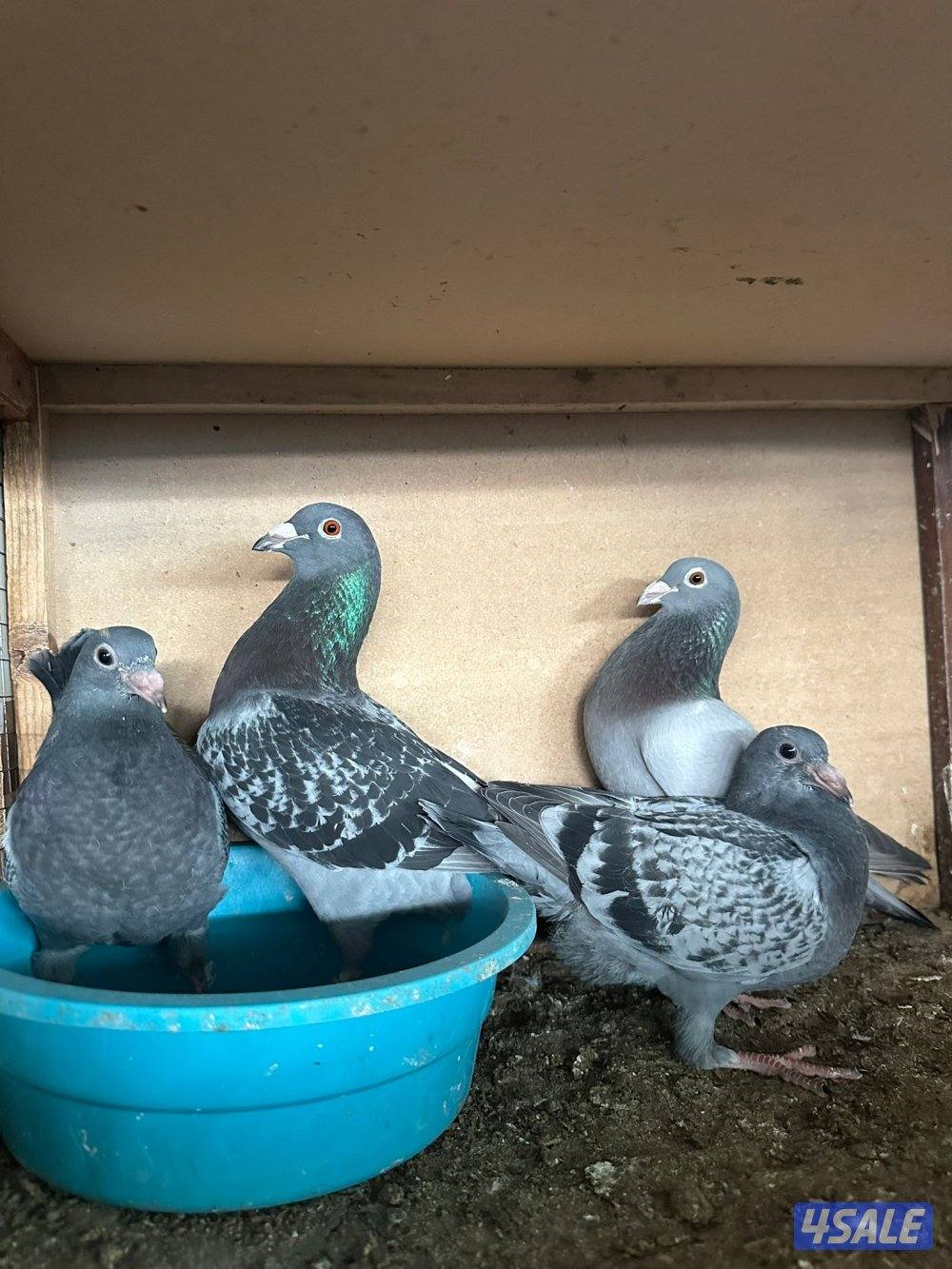 حمام زاجل عدد 208 زوج منتج وبيع فروخ زاجل للاكل مشحم وطيب0