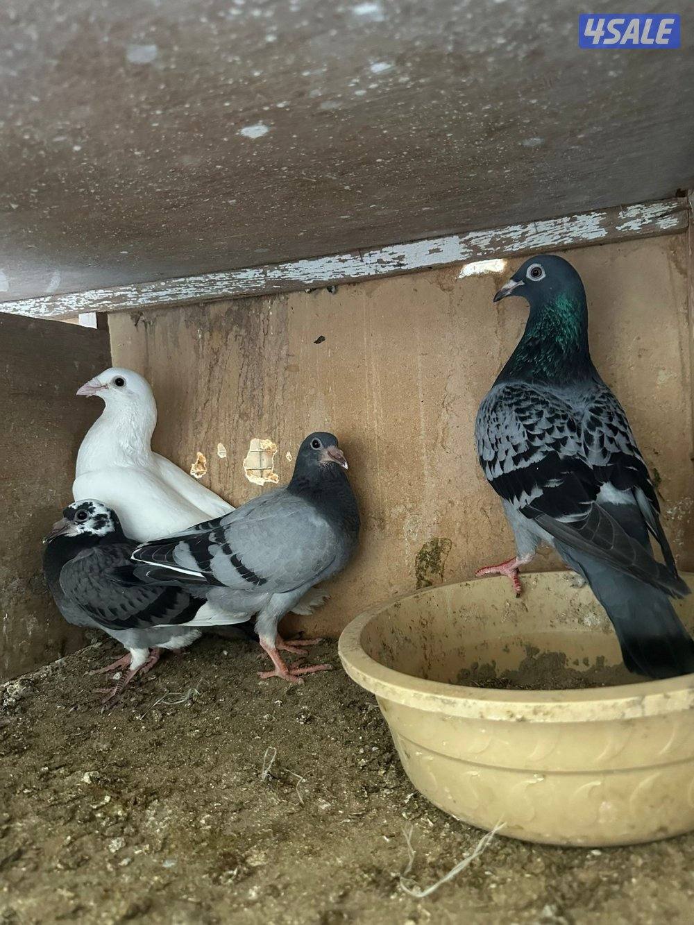 حمام زاجل عدد 208 زوج منتج وبيع فروخ زاجل للاكل مشحم وطيب2