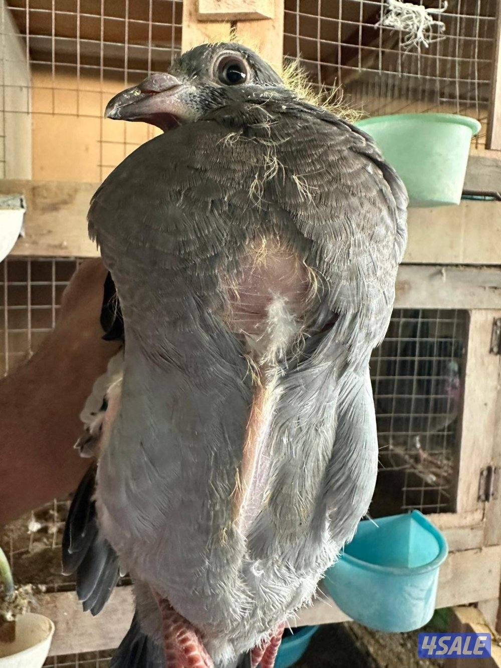 حمام زاجل عدد 208 زوج منتج وبيع فروخ زاجل للاكل مشحم وطيب1