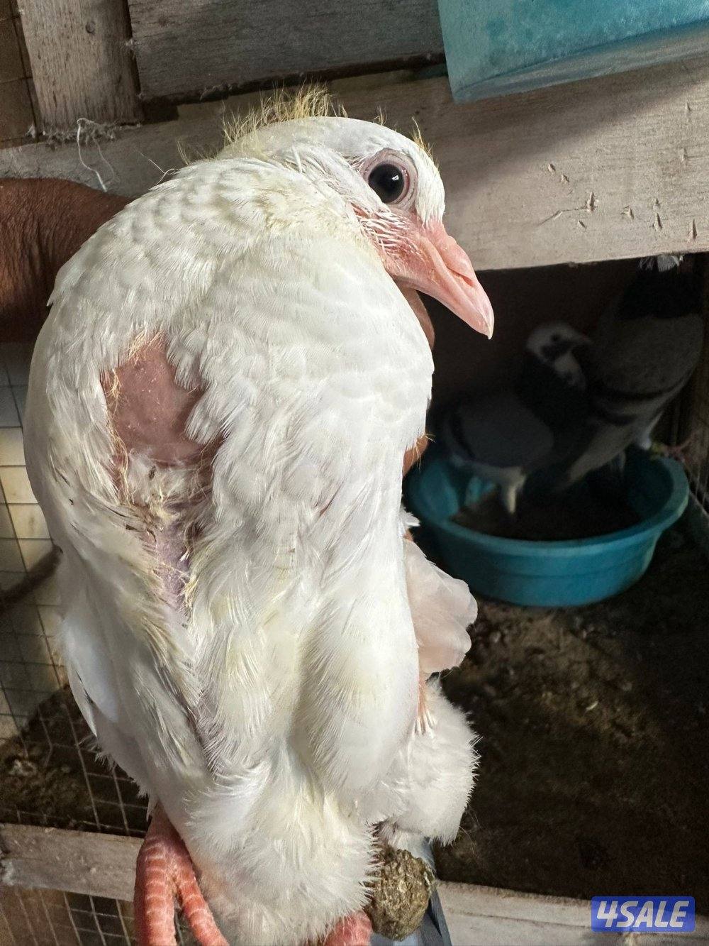 حمام زاجل عدد 208 زوج منتج وبيع فروخ زاجل للاكل مشحم وطيب3