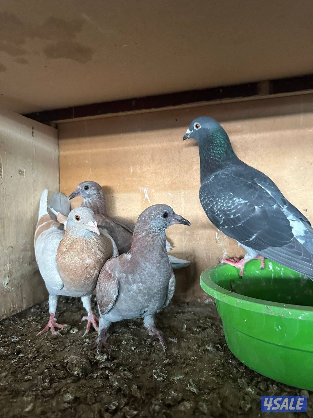 حمام زاجل عدد 208 زوج منتج وبيع فروخ زاجل للاكل مشحم وطيب4