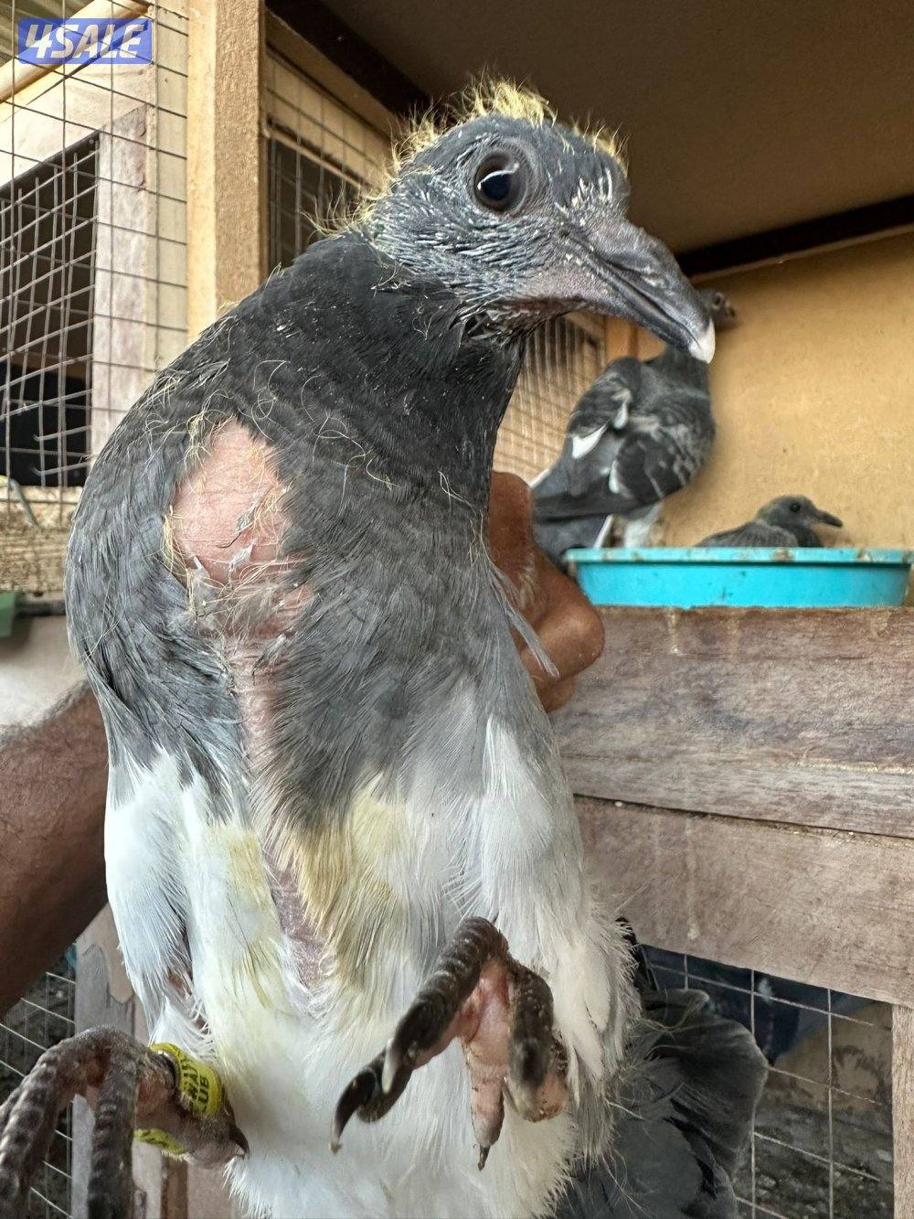 حمام زاجل عدد 208 زوج منتج وبيع فروخ زاجل للاكل مشحم وطيب5