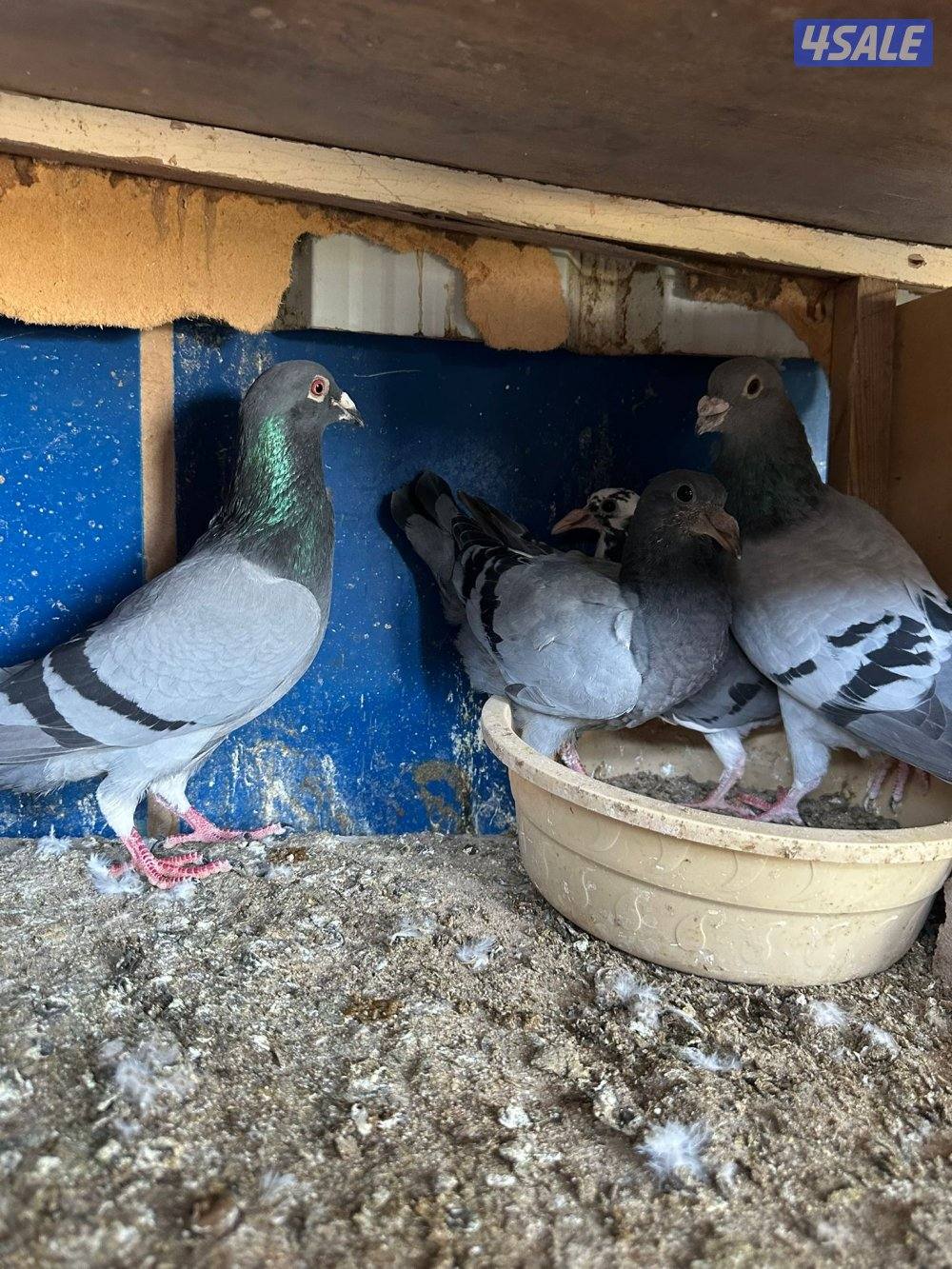 حمام زاجل عدد 208 زوج منتج وبيع فروخ زاجل للاكل مشحم وطيب6