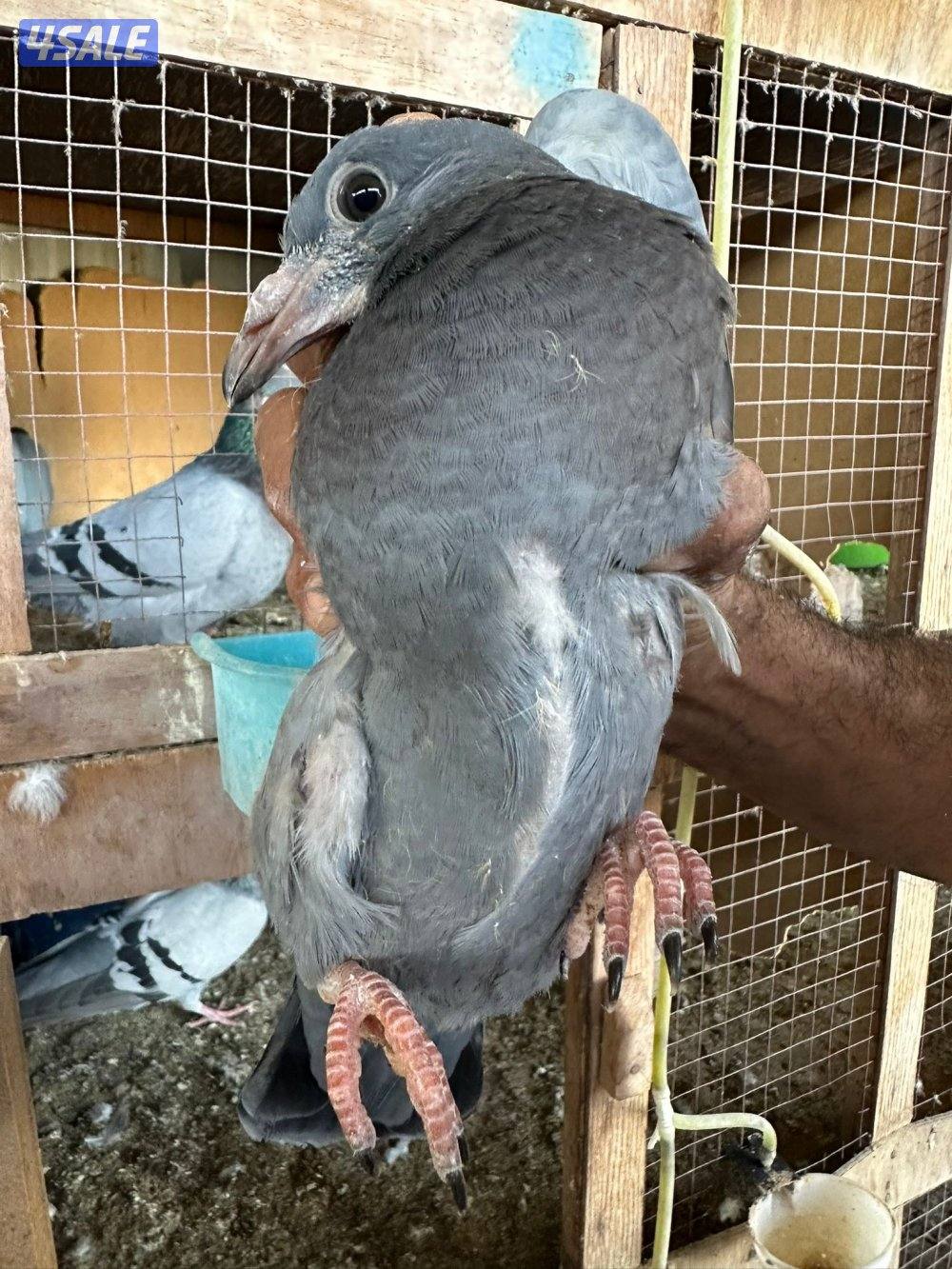 حمام زاجل عدد 208 زوج منتج وبيع فروخ زاجل للاكل مشحم وطيب7