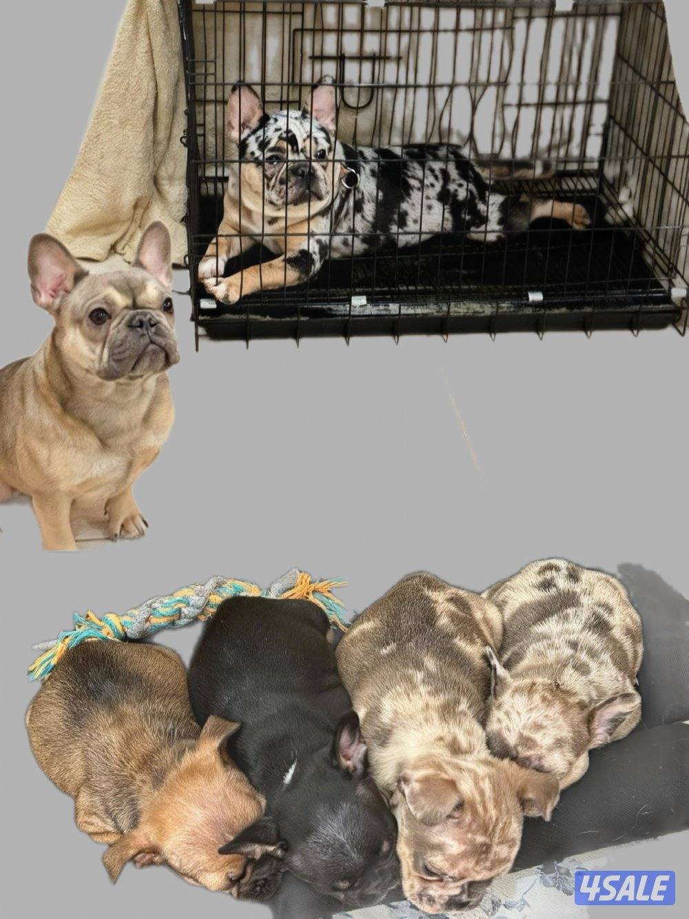 فرنش بولدغ جراء0