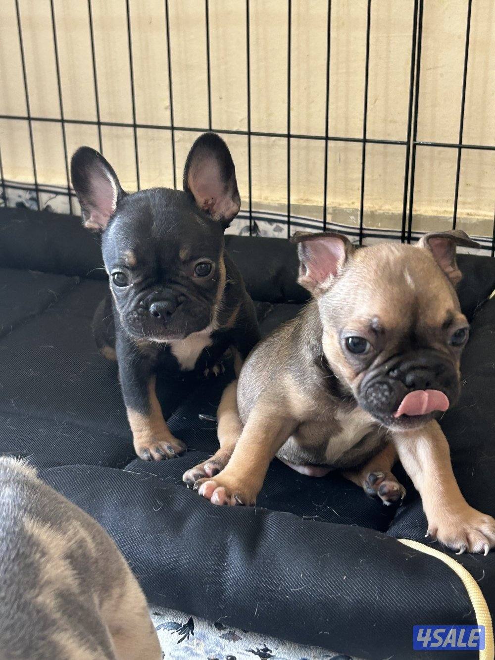 فرنش بولدغ جراء2