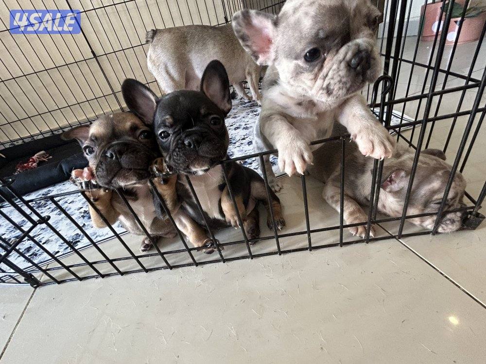 فرنش بولدغ جراء1