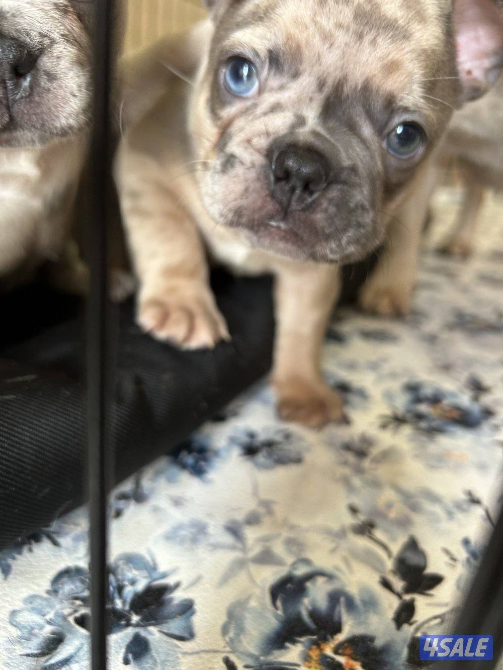 فرنش بولدغ جراء3