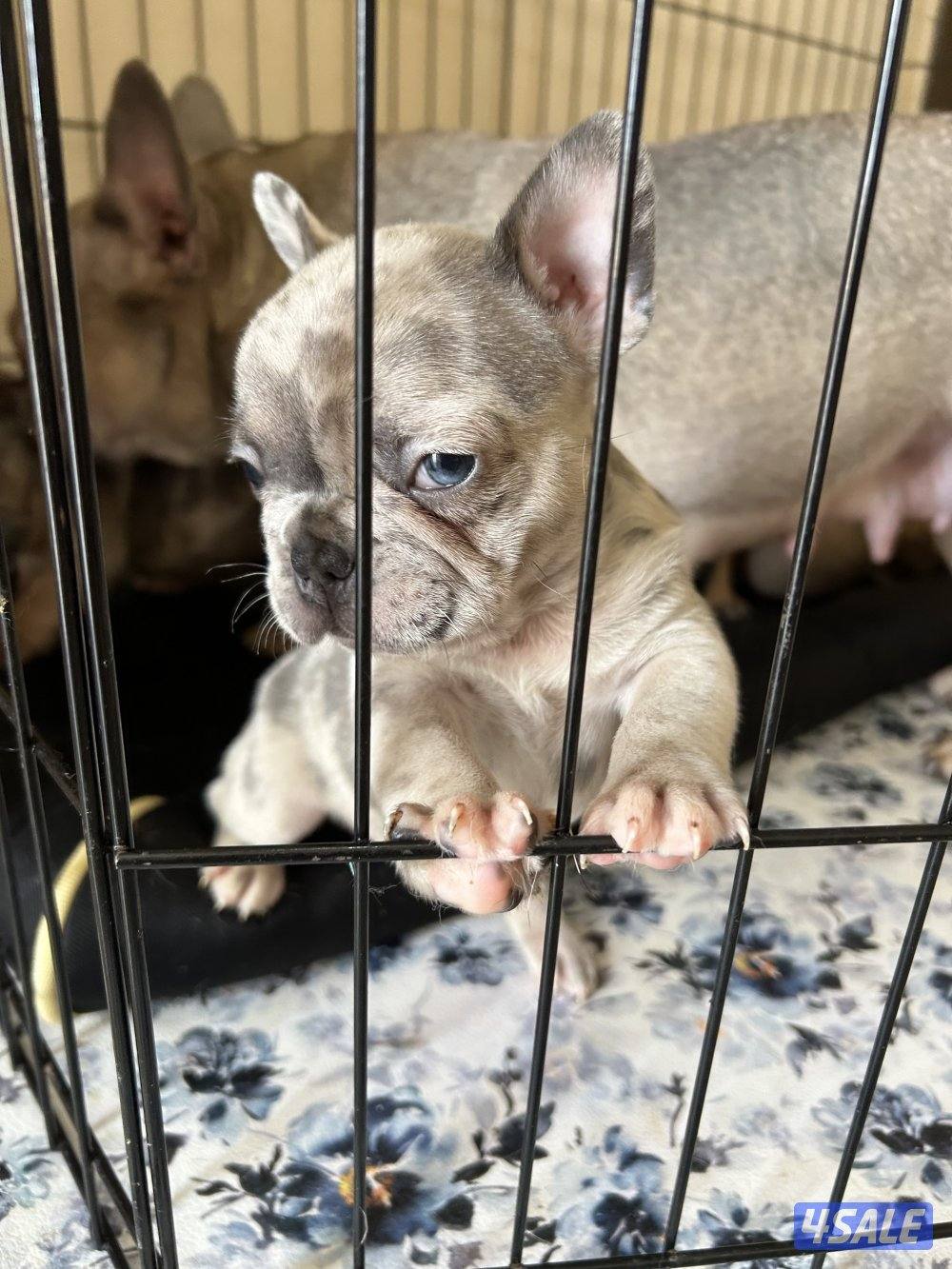 فرنش بولدغ جراء4