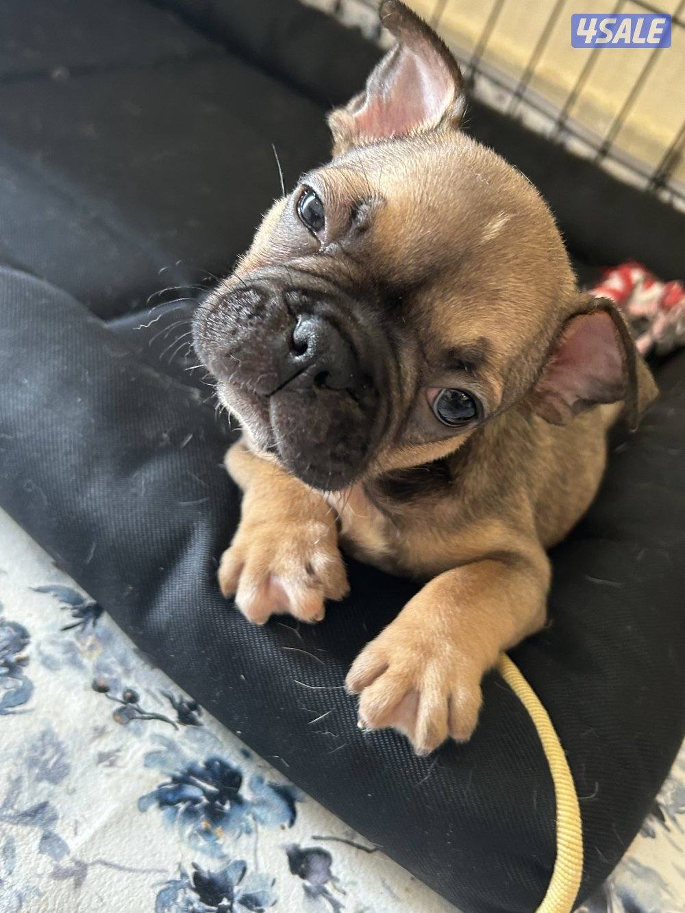 فرنش بولدغ جراء5