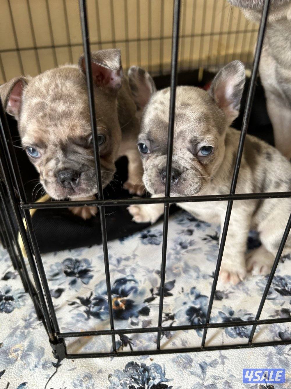 فرنش بولدغ جراء6