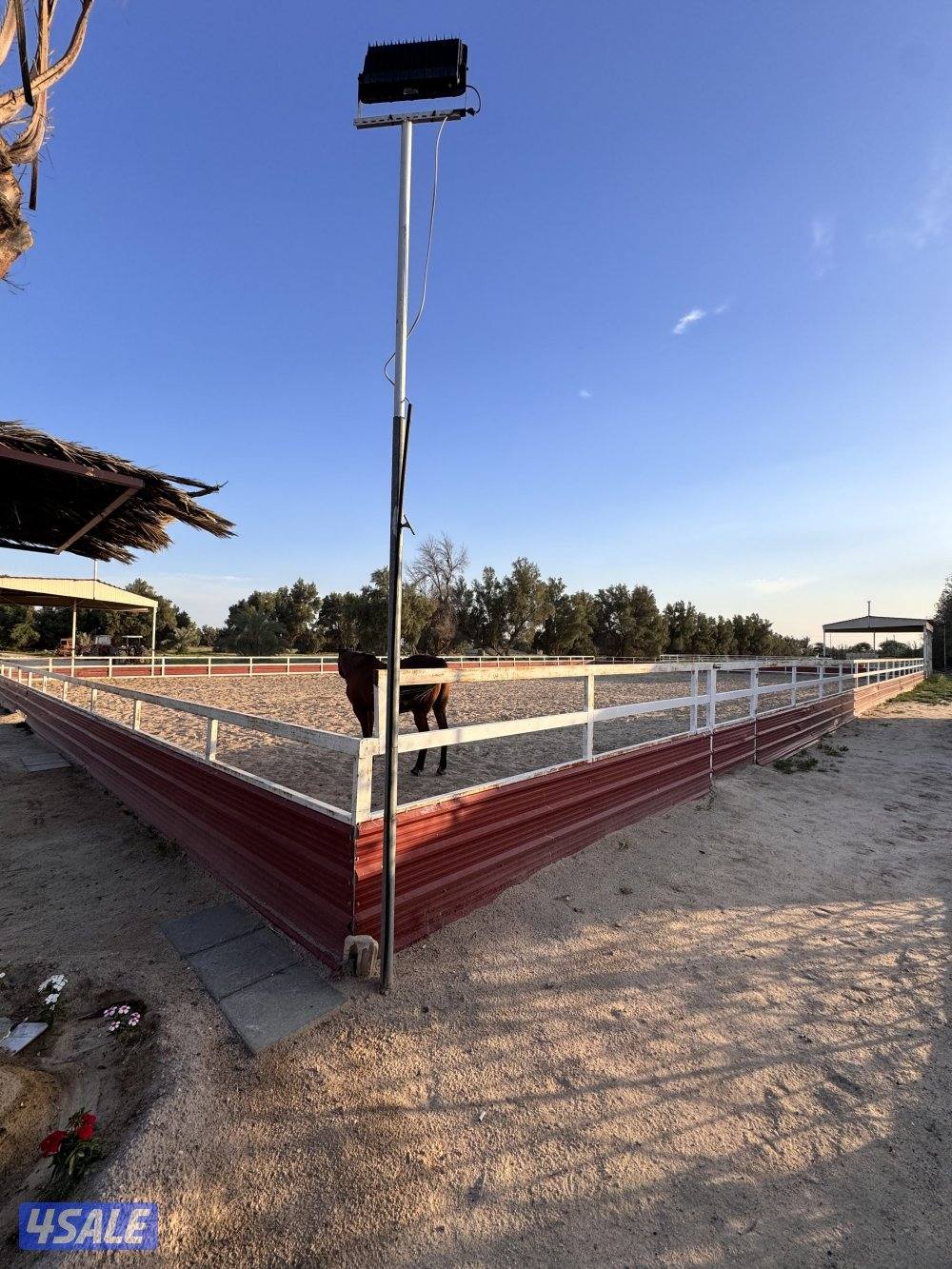 للبيع بادوك خيل مزارع العبدلي0