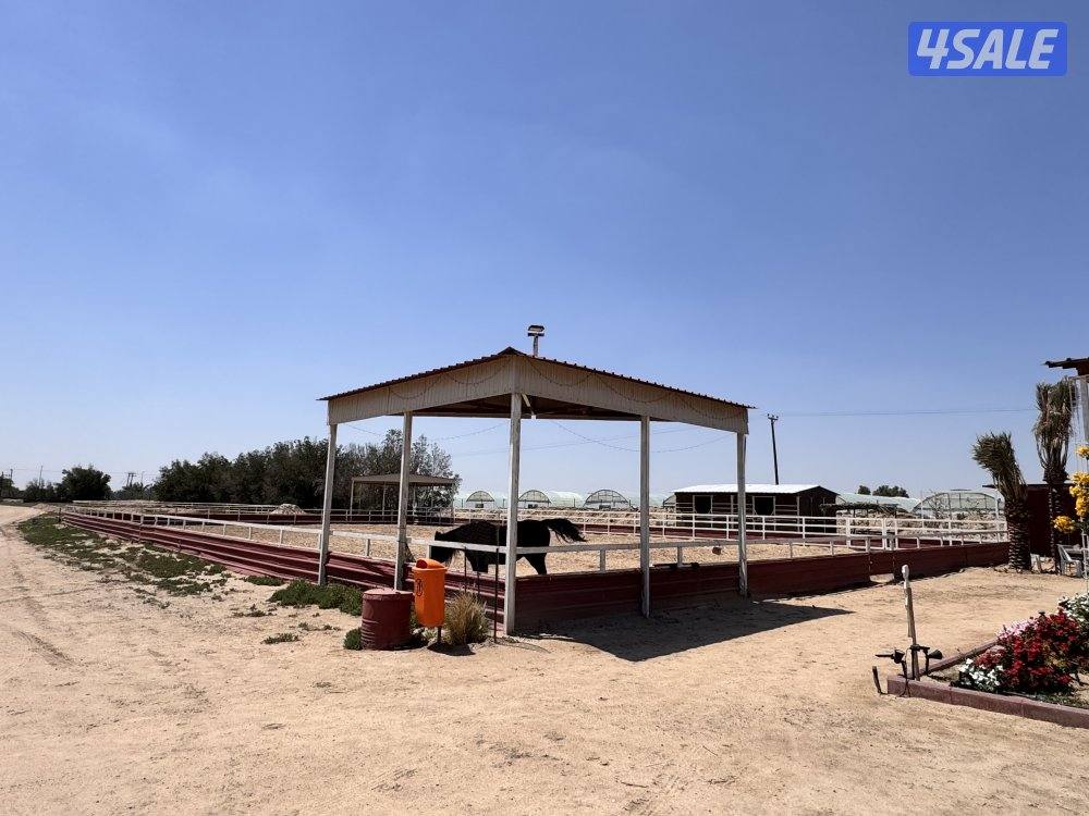 للبيع بادوك خيل مزارع العبدلي1