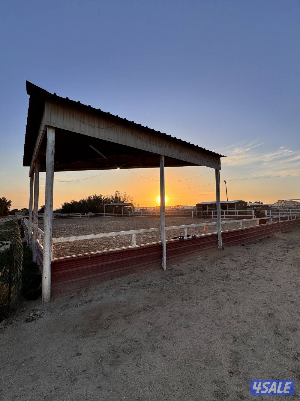 للبيع بادوك خيل مزارع العبدلي2