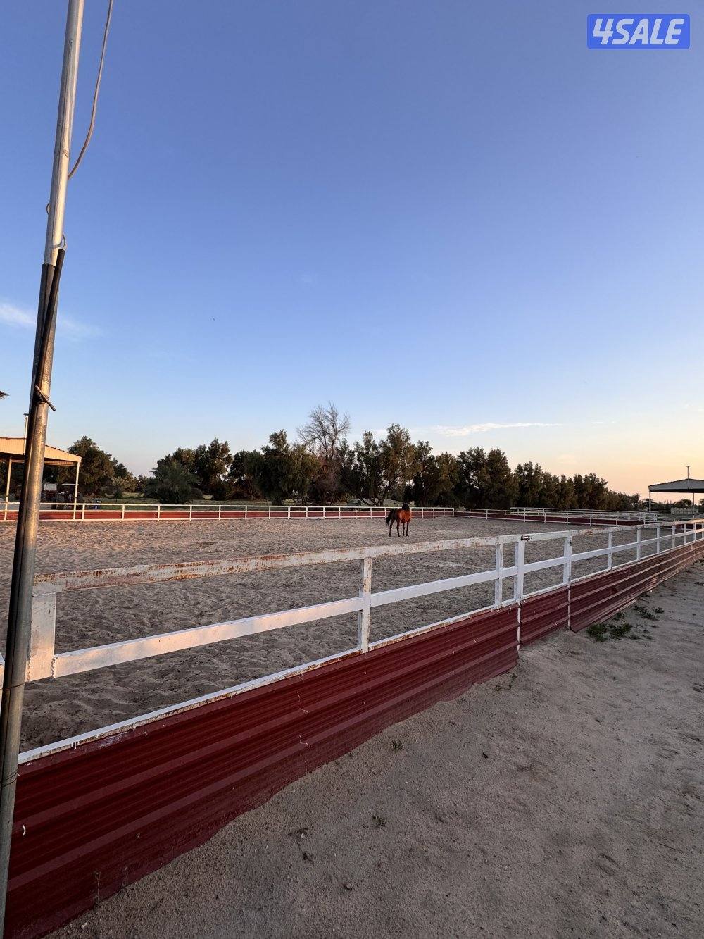 للبيع بادوك خيل مزارع العبدلي3