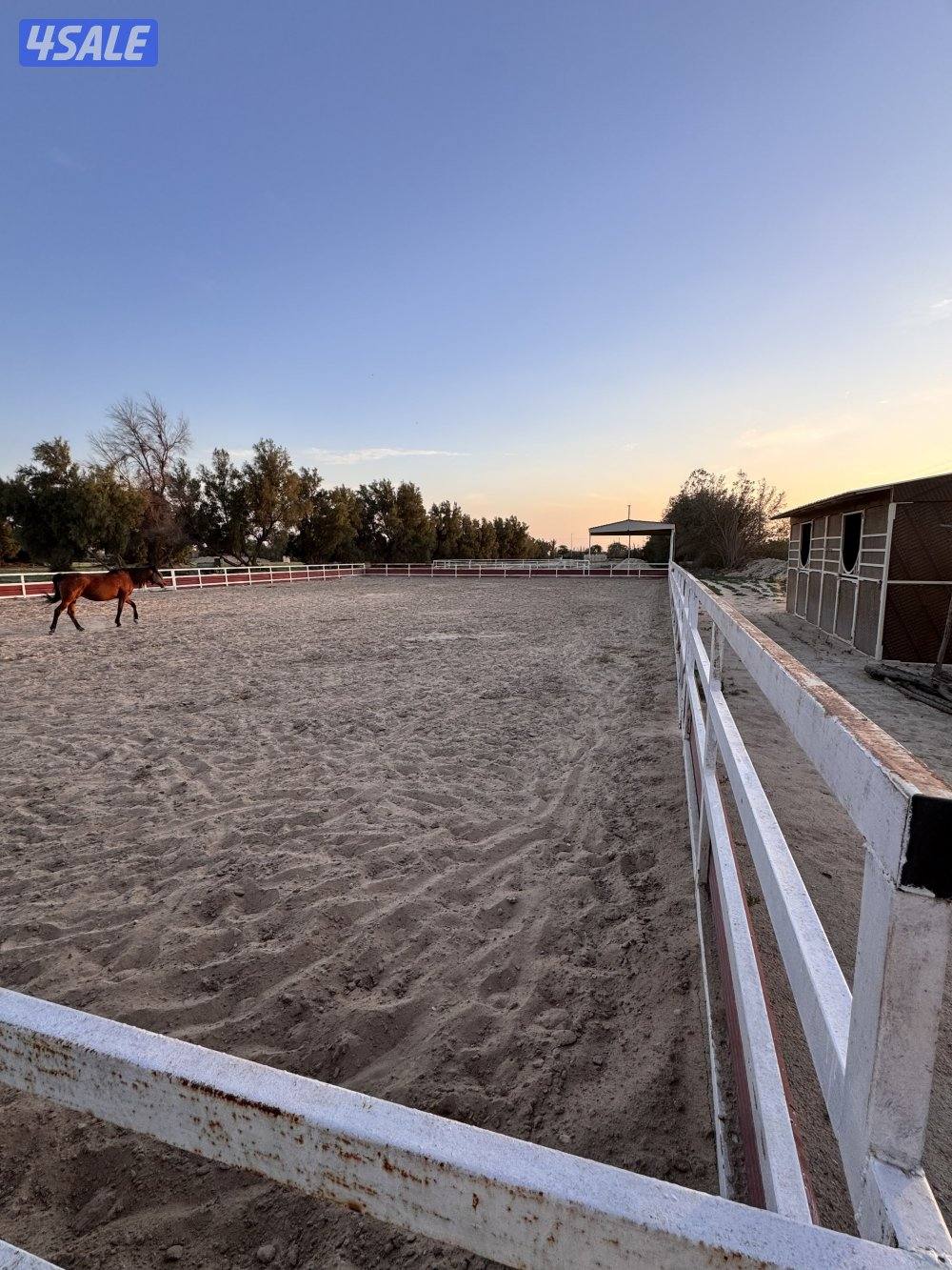 للبيع بادوك خيل مزارع العبدلي4