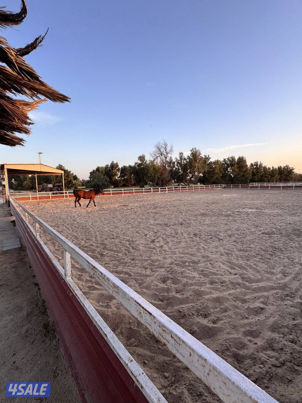 للبيع بادوك خيل مزارع العبدلي5