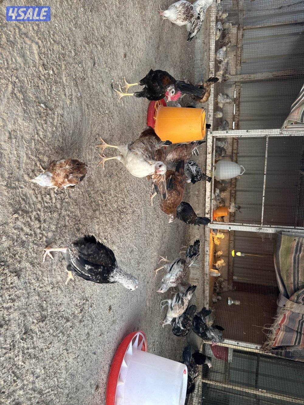 فروخ دندراوي جميع الاحجام في كبار وفي صغار الاسعار علي حسب الاعمار0