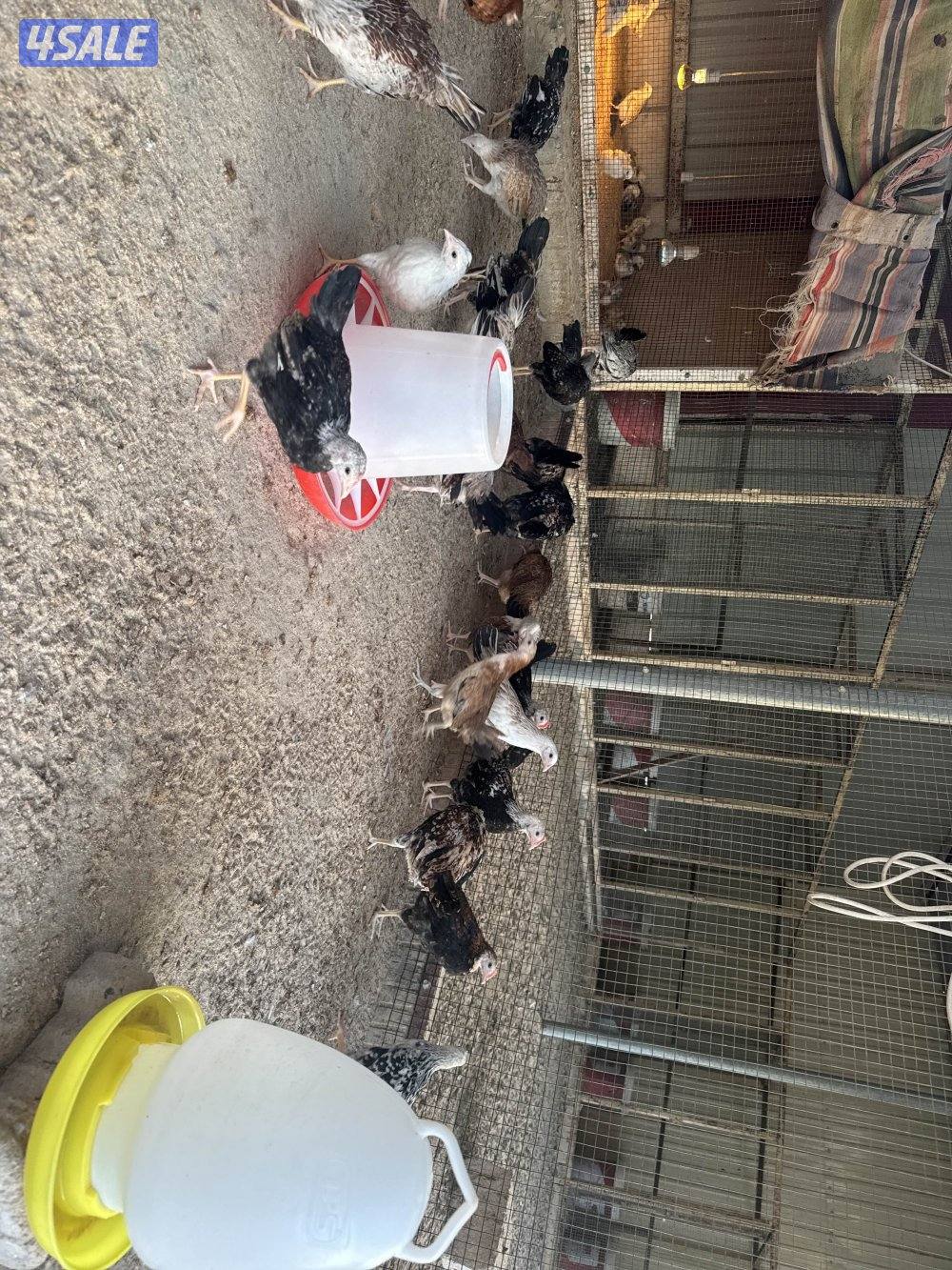 فروخ دندراوي جميع الاحجام في كبار وفي صغار الاسعار علي حسب الاعمار1