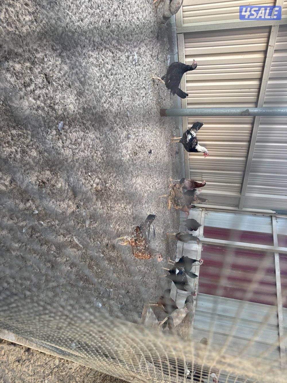 فروخ دندراوي جميع الاحجام في كبار وفي صغار الاسعار علي حسب الاعمار2